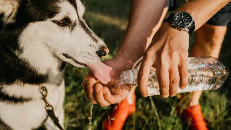 acqua rubinetto o bottiglia cane