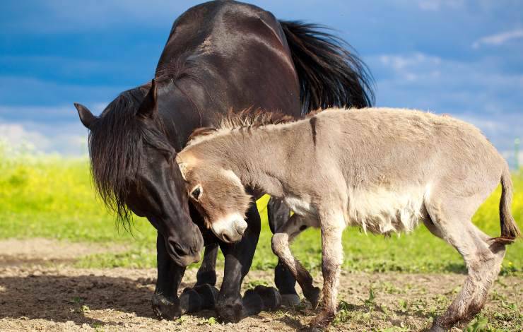 cavallo e asino