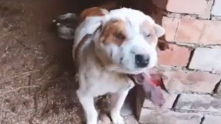 La cagnolina sofferente (foto video)