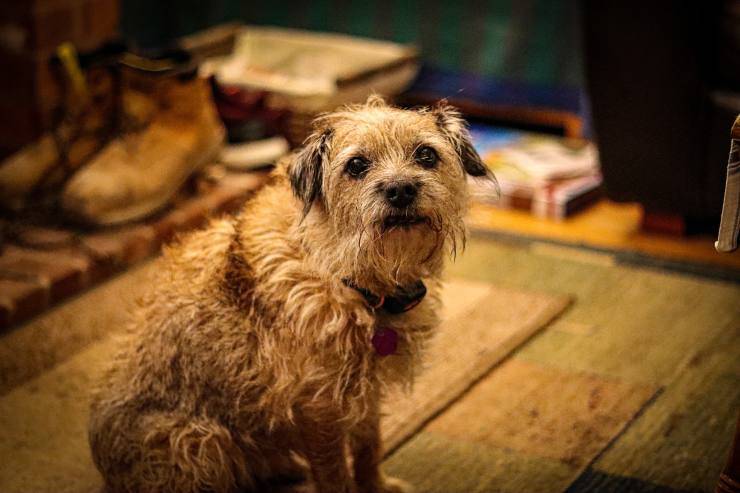 Border Terrier