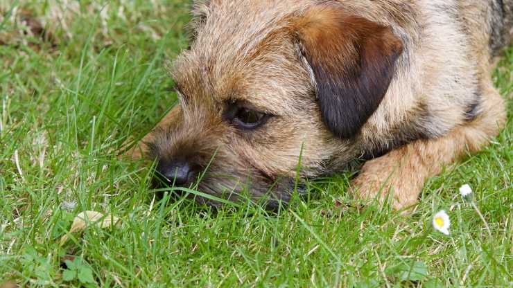 Curiosità sul Border Terrier