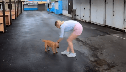 cagnolina Rosy (Foto video)