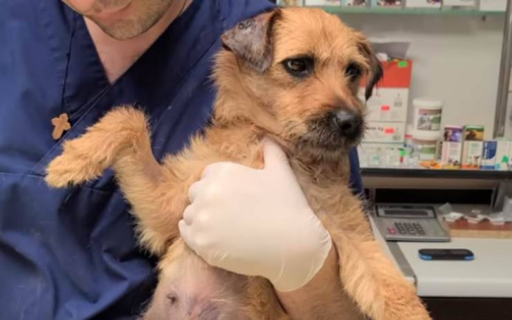 La cagnolina dal veterinario (Foto video)