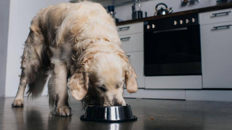 le chien peut manger des graines de chia