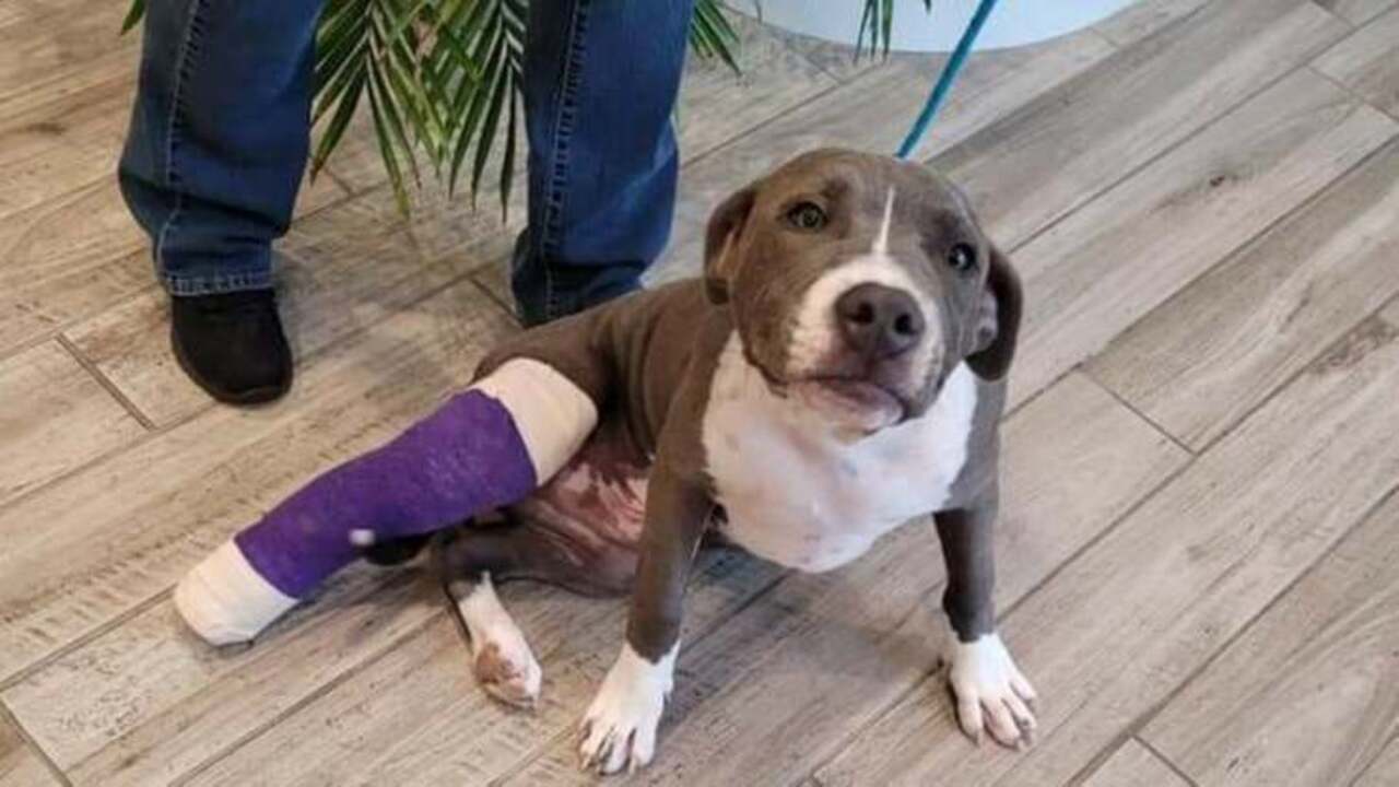 Rompe la zampa al cane sbattendolo a terra Uomo arrestato per crudeltà