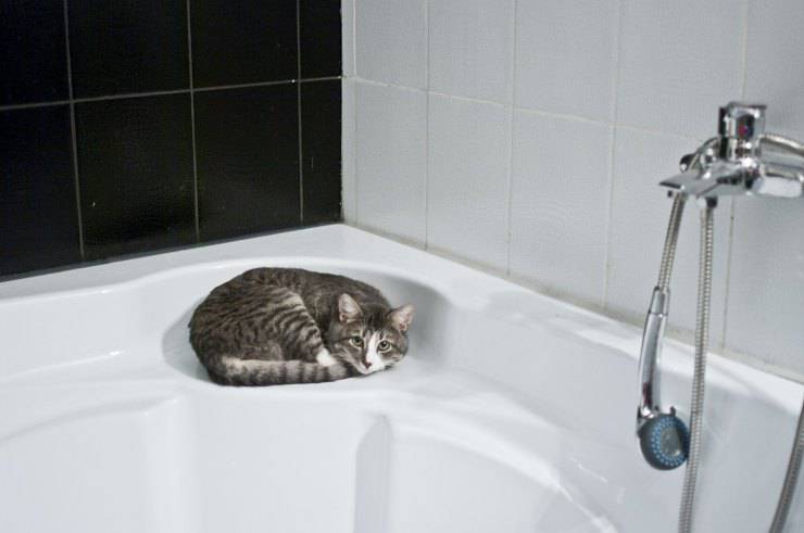Gatto in doccia
