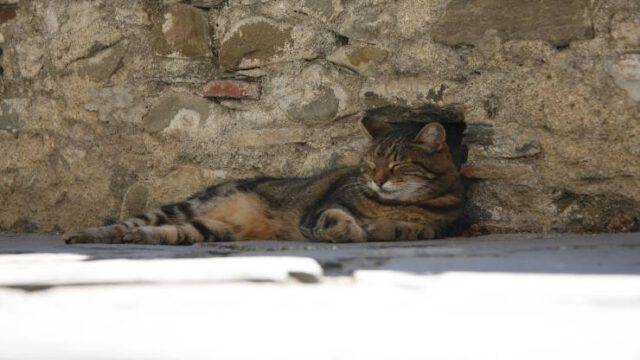 Gatto Che Appoggia La Testa Sul Padrone