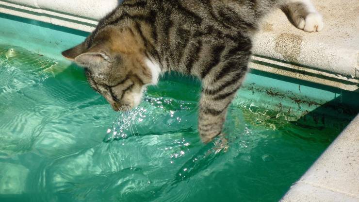 Idroterapia per gatti