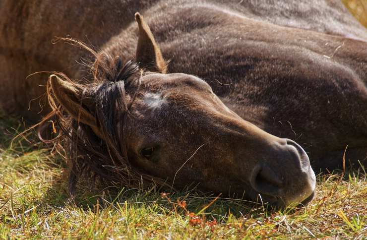 cavallo avvelenato