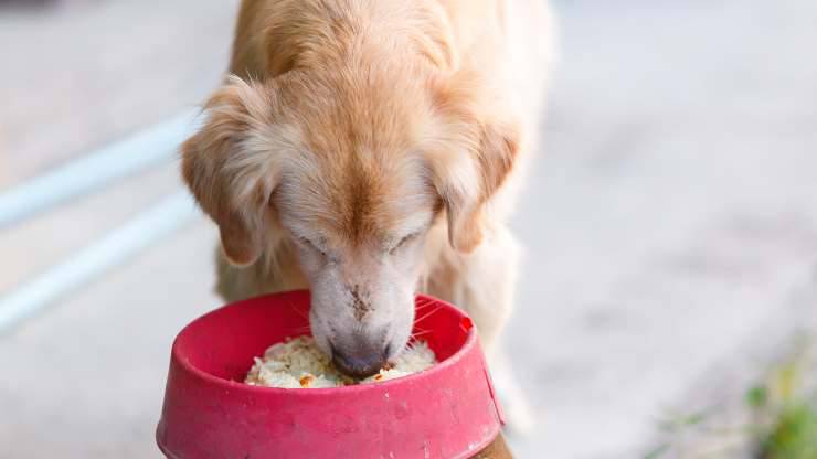 come preparare il riso al cane