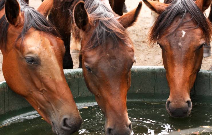 disidratazione nel cavallo