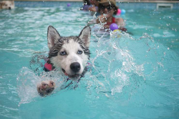 Giochi acquatici per il cane