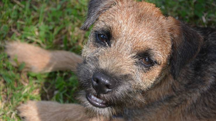 Alimentazione del Border Terrier