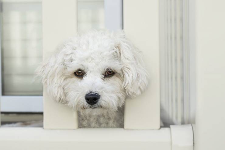 Il cane vuole stare sempre solo in casa