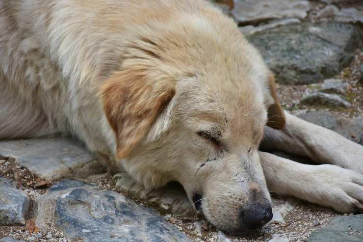 Blefarite del cane