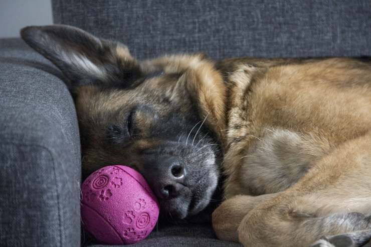 Contrazioni nel cane