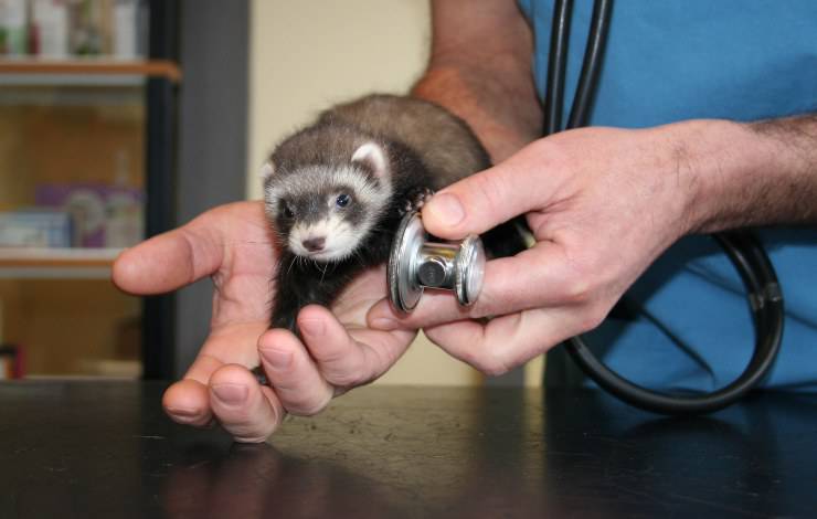 hurón en el veterinario