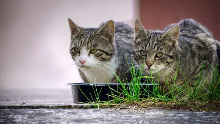 gatto può mangiare la salvia