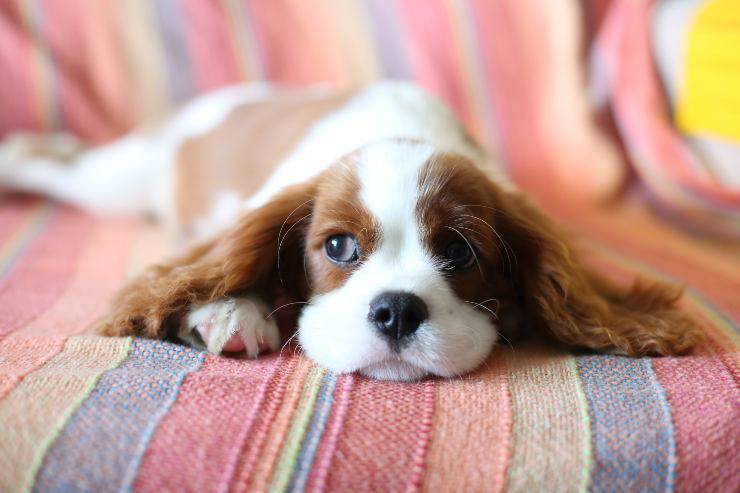 Il cane e la solitudine