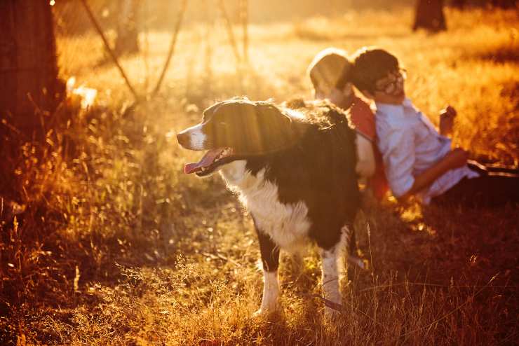 Le razze canine e la protezione