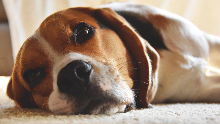 Il disturbo del cane