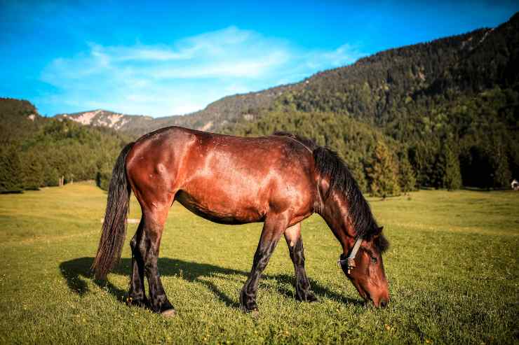 Il cavallo e i cibi estivi