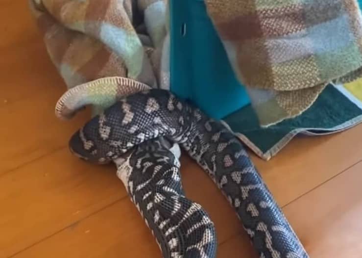 pitone Tappeto scambia una coperta per un cane e cerca di mangiarla (screen video)