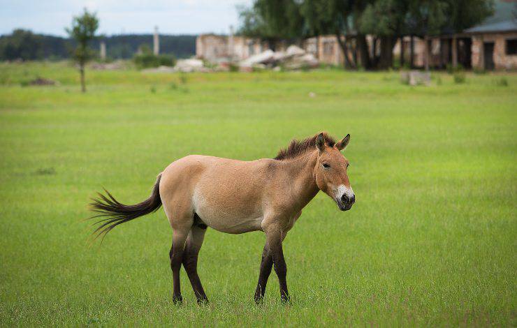 pony della mongolia