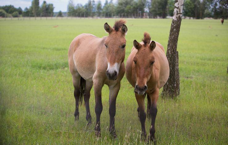 pony mongolo