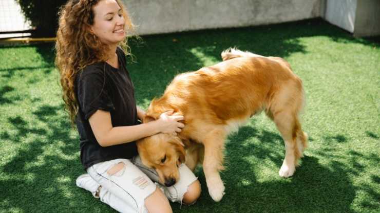 prendersi cura del pelo del cane in estate