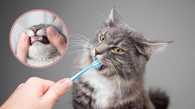 Lavare denti gatto