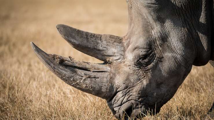 Perché gli animali hanno le corna