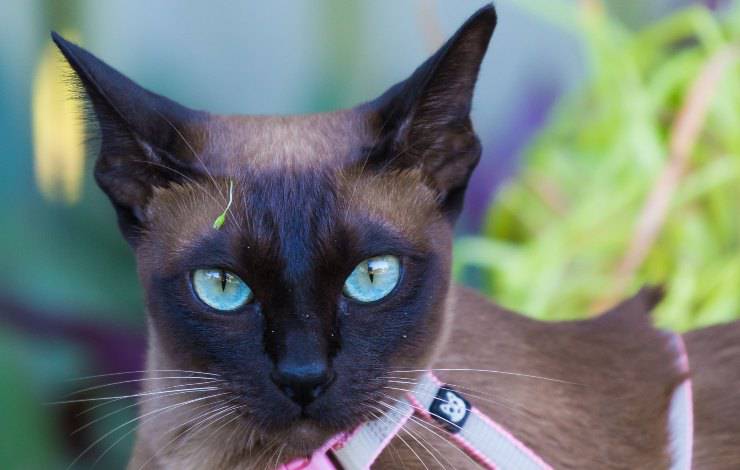 tonkinese