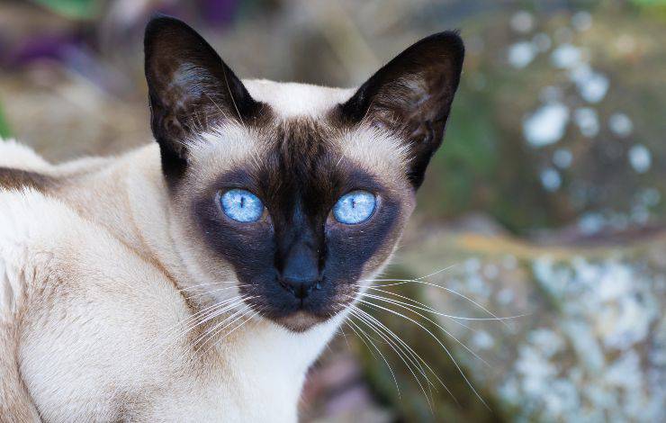 tonkinese