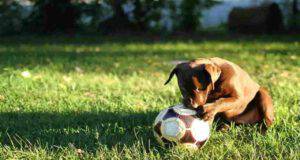 Cucciolo con pallone (Foto Pixabay)