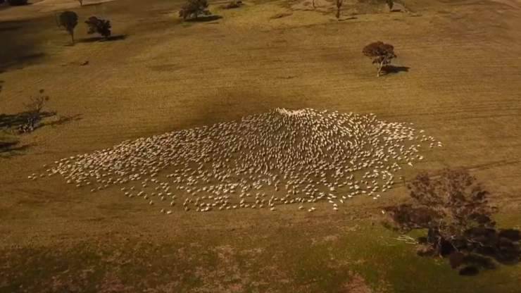 contadino cuore gregge pecore