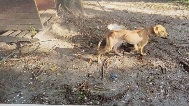 5 cani rinvenuti in condizioni pessime (Foto Facebook)