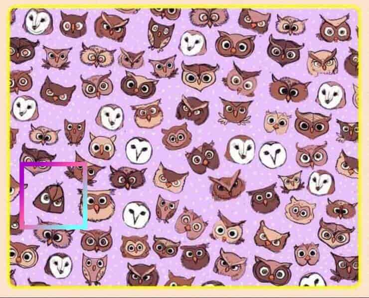 Soluzione del test visivo della farfalla nascosta tra i gufi le civette e i barbagianni