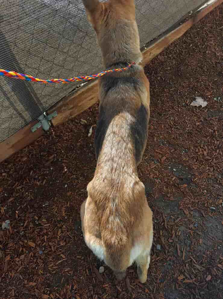 Chiens maltraités sous-alimentés et déshydratés secourus par la police (Photo Facebook)