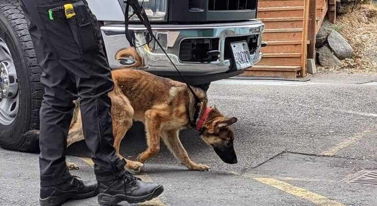 Cani maltrattati denutriti e disidratati salvati dalla polizia (Foto Facebook)