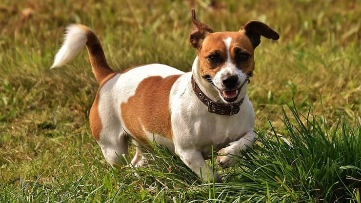 Jack Russell Terrier