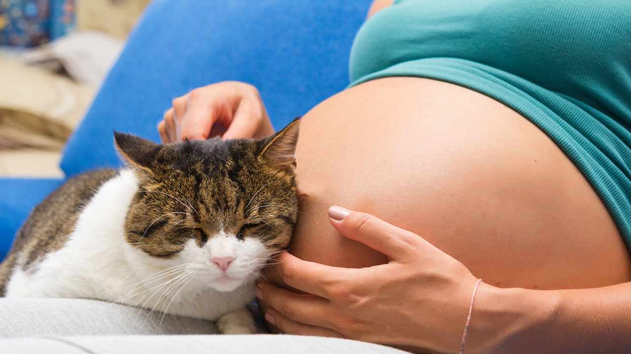Convivenza tra donna incinta e gatto con Toxoplasmosi