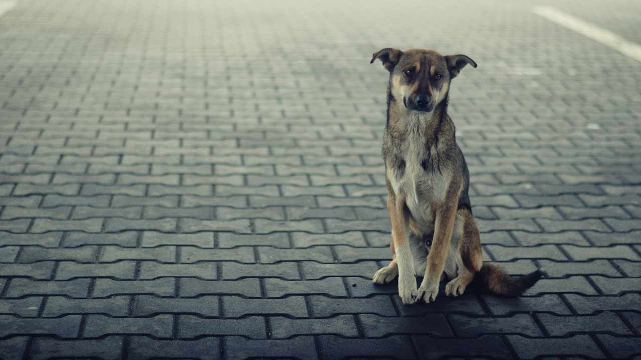 Quando un cane di proprietà è considerato vagante?