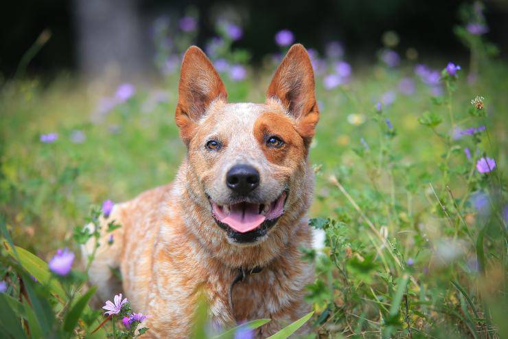 Alimentazione dell'Australian Cattle Dog