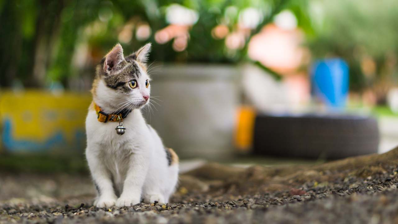 Collare o pettorina per il gatto