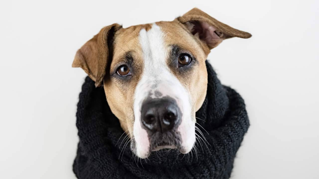Cute dog in warm clothes concept. Close-up image of staffordshire terrier puppy in black scarf in studio background