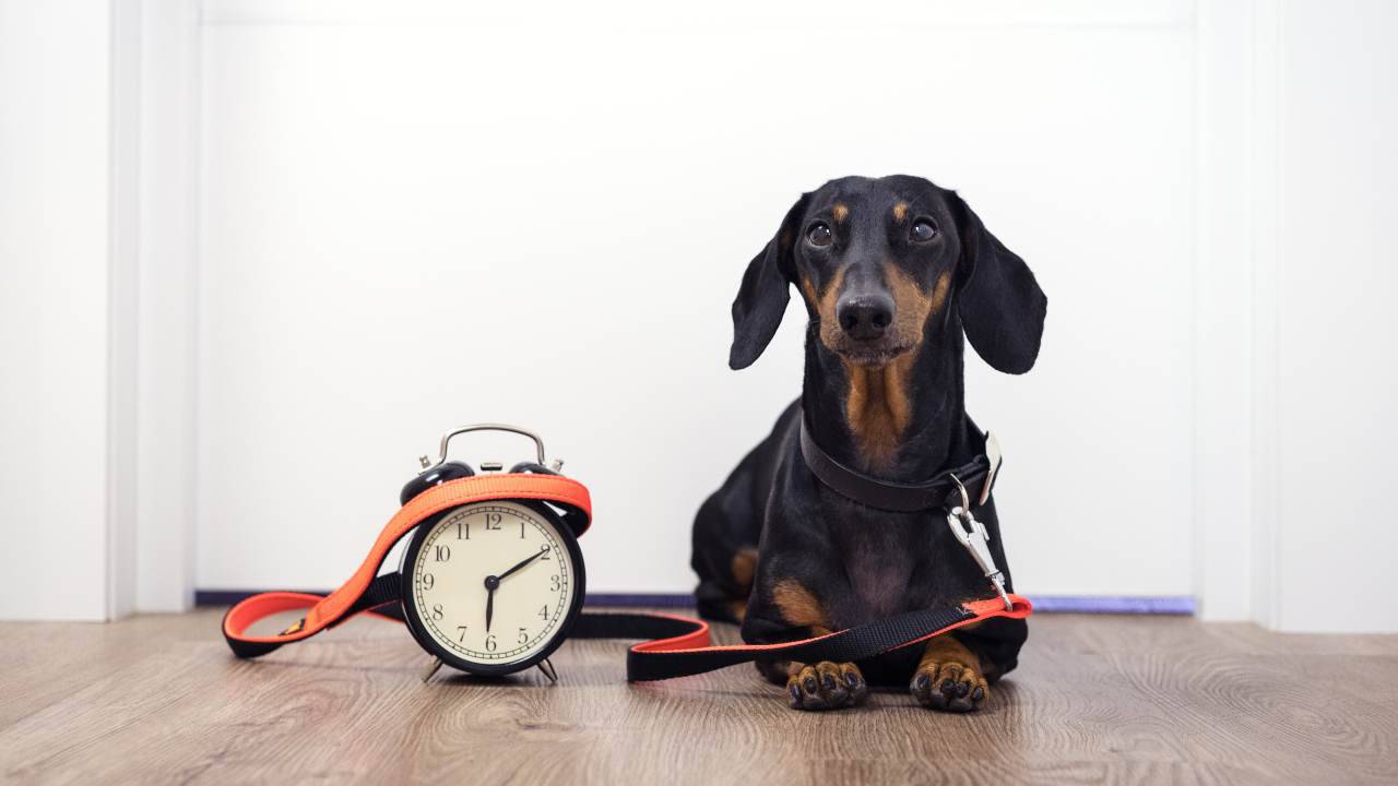 Orologio biologico del cane