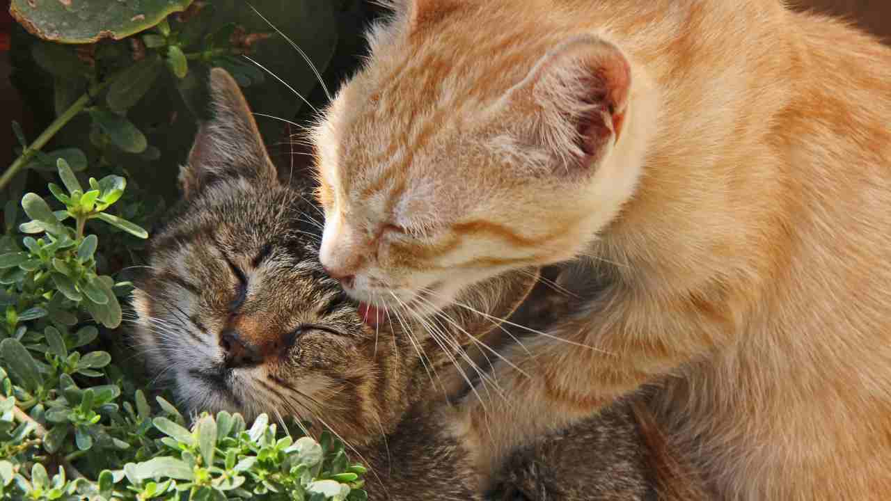 Convivenza gatto FeLV e gatto sano