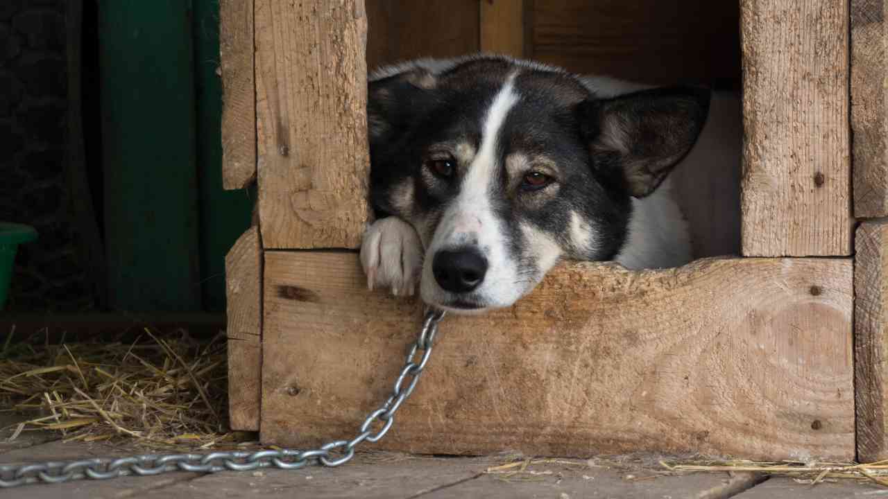 Vietato tenere cani alla catena nel Lazio