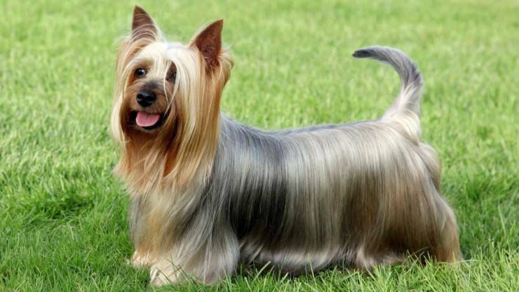 Alimentazione dell'Australian silky terrier